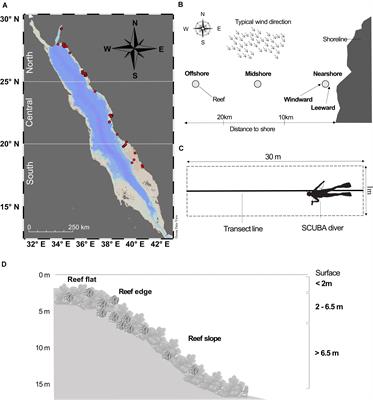 Drivers of the Abundance of Tridacna spp. Giant Clams in the Red Sea